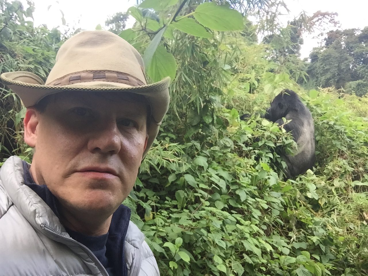 Gorilla at Volcanoes National Park